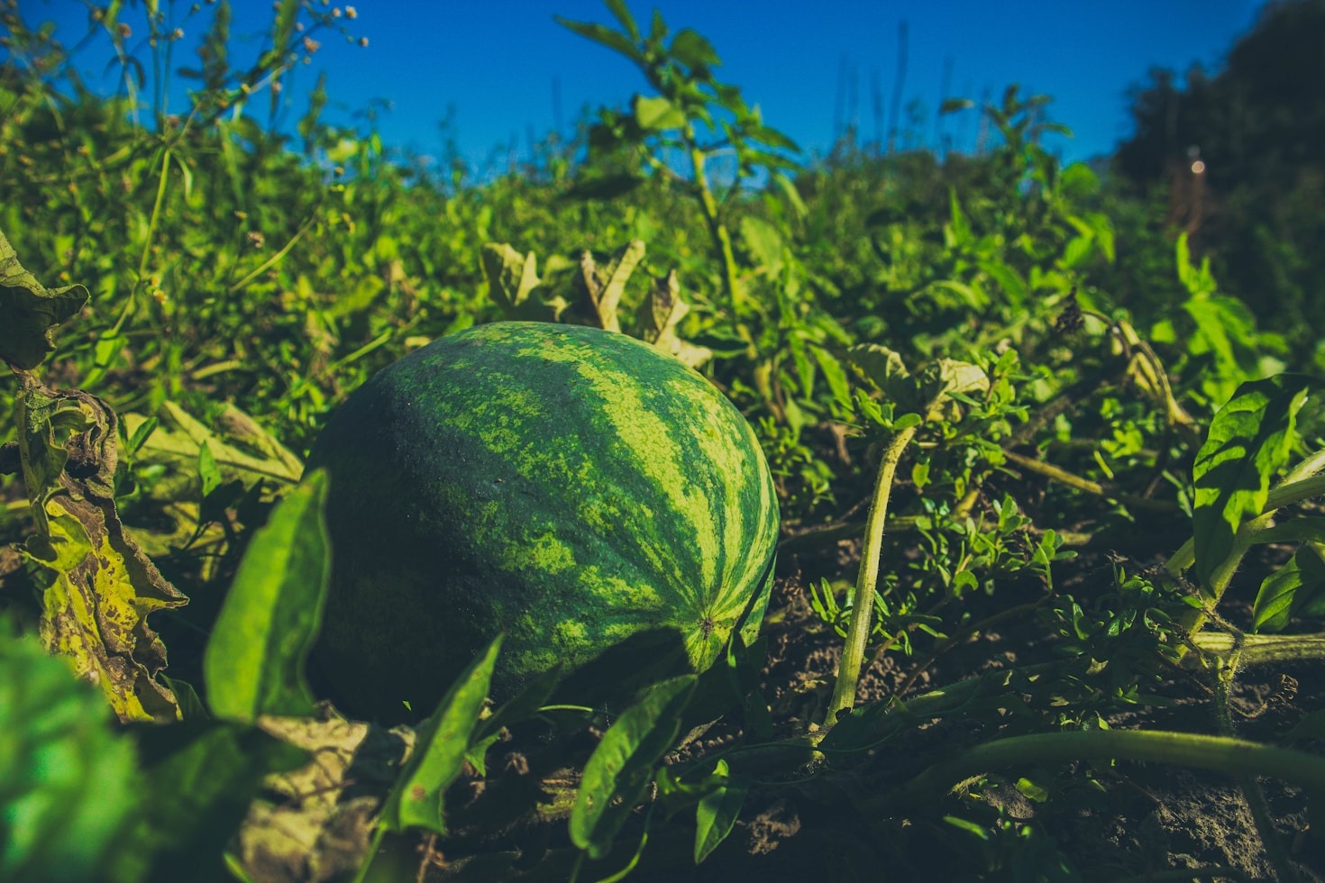 Top 10 Tools Every Farmer Should Use