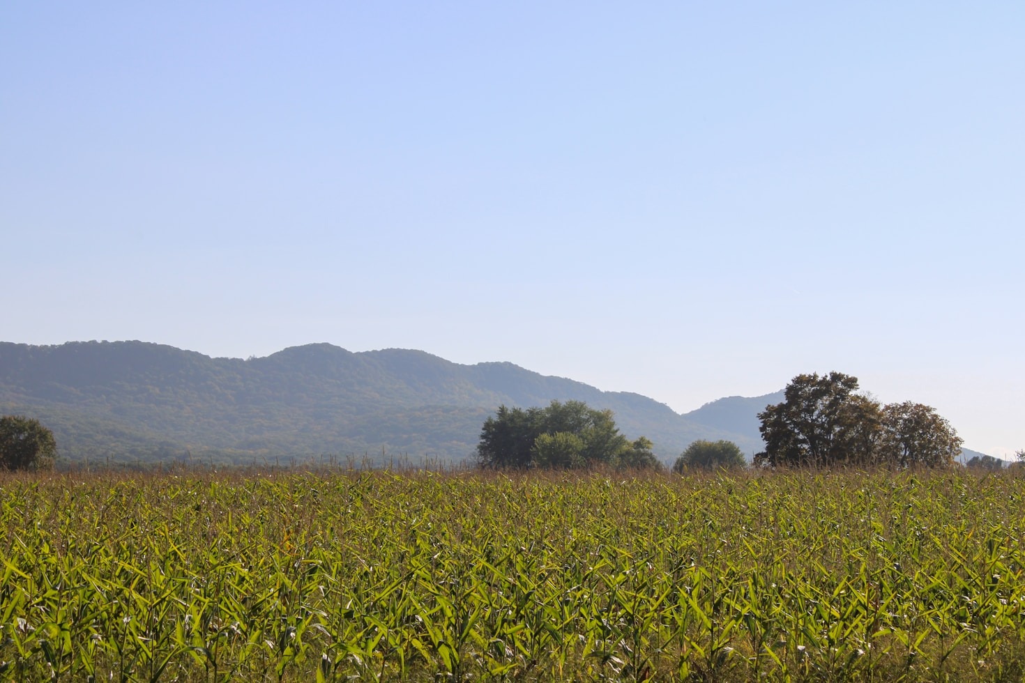 How to Grow Sustainable Crops Effectively
