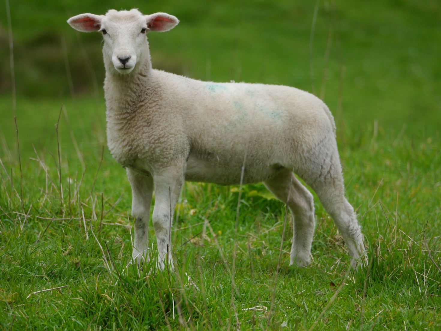 Essential Livestock Care Tips for Beginners