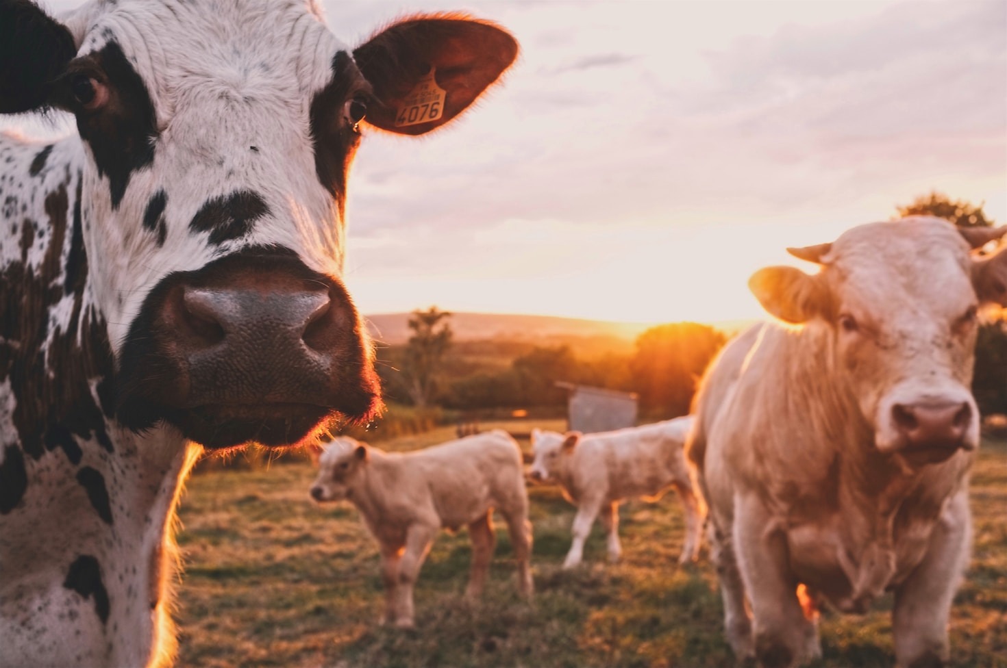 Inspiring Stories from Successful Farmers